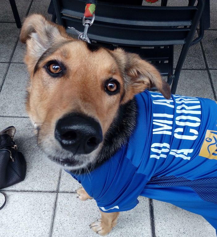 La Stratorino? Una &quot;fatica&quot; da cani