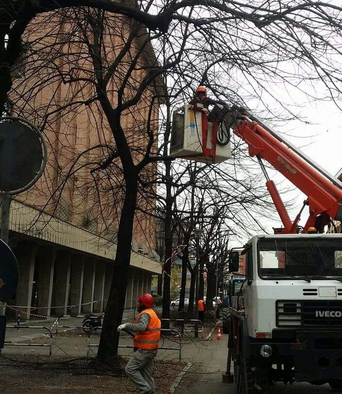 Mirafiori Sud: in corso la potatura degli alberi su Via Rigola
