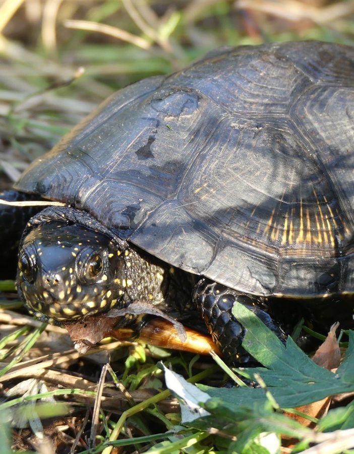 Nei laghi di Caselette le rare testuggini Emys Orbicularis: &quot;Testimonianza del valore ambientale del sito&quot;