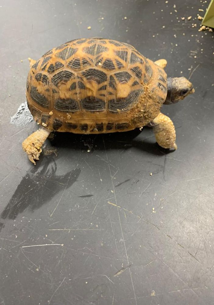 tartaruga