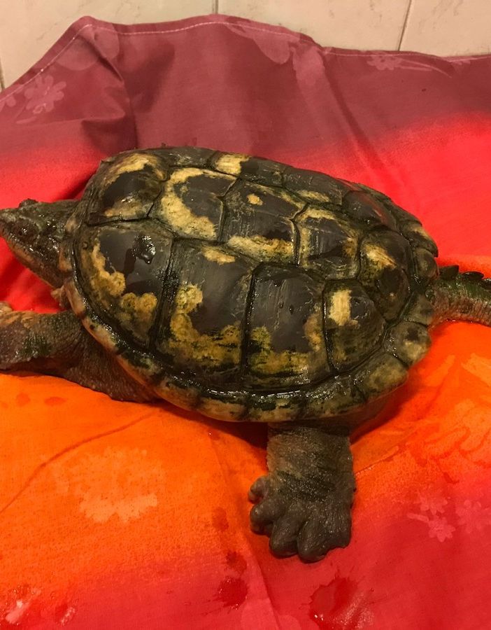 tartaruga azzannatrice