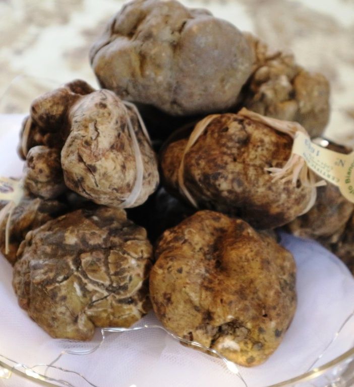 Tartufo Bianco di Alba: ottimo e abbondante a dicembre nel Roero