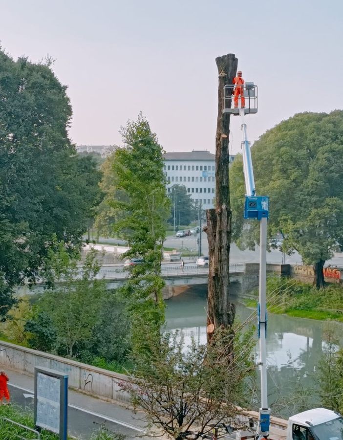 Aurora, tecnici al lavoro per abbattere un albero in lungo Dora Firenze: “Era malato”