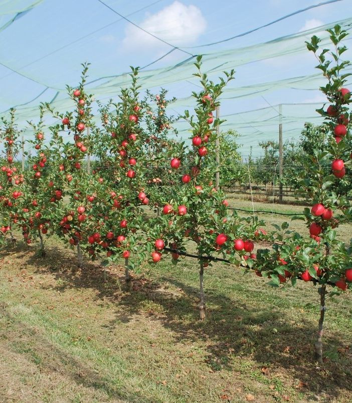 Piante di melo Tessa®, campo di sperimentazione varietale della Fondazione Agrion, Manta (fonte Agrion)