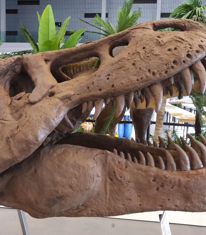 Testa di dinosauro