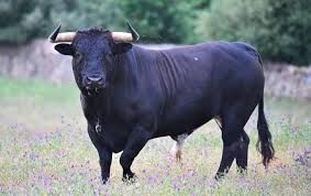 toro