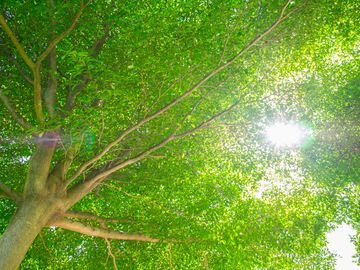 &quot;Un albero piantato per ogni nuova nascita in Circoscrizione 8&quot;