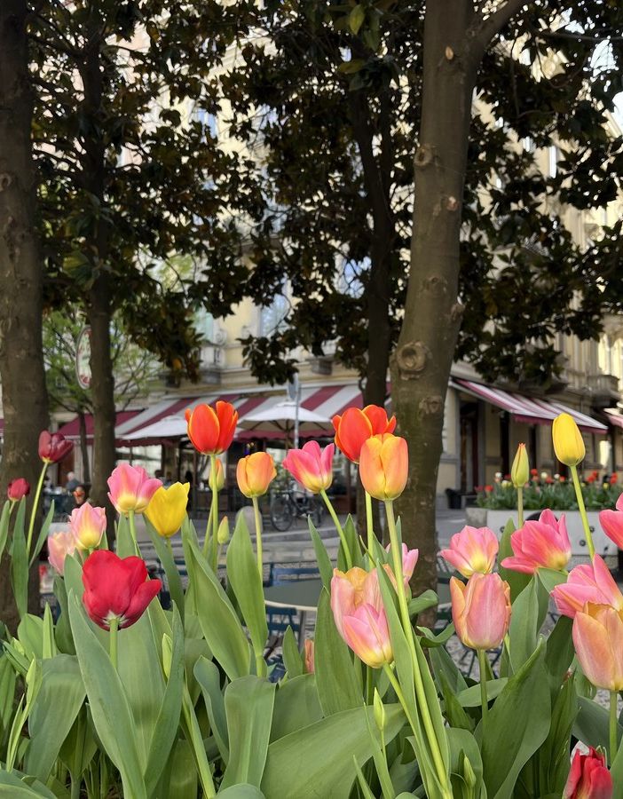Messer Tulipano porta oltre 3 mila bulbi in piazza Emanuele Filiberto
