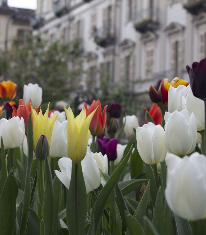 fiori
