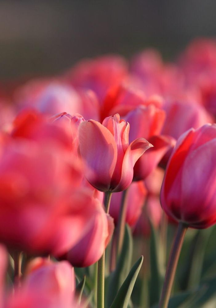 A Pianezza oltre 100 mila tulipani
