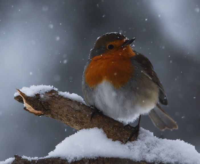 Bardonecchia, “Natura in sogno - un cammino di luce”: mostra fotografica di Maria Laura Verdoia