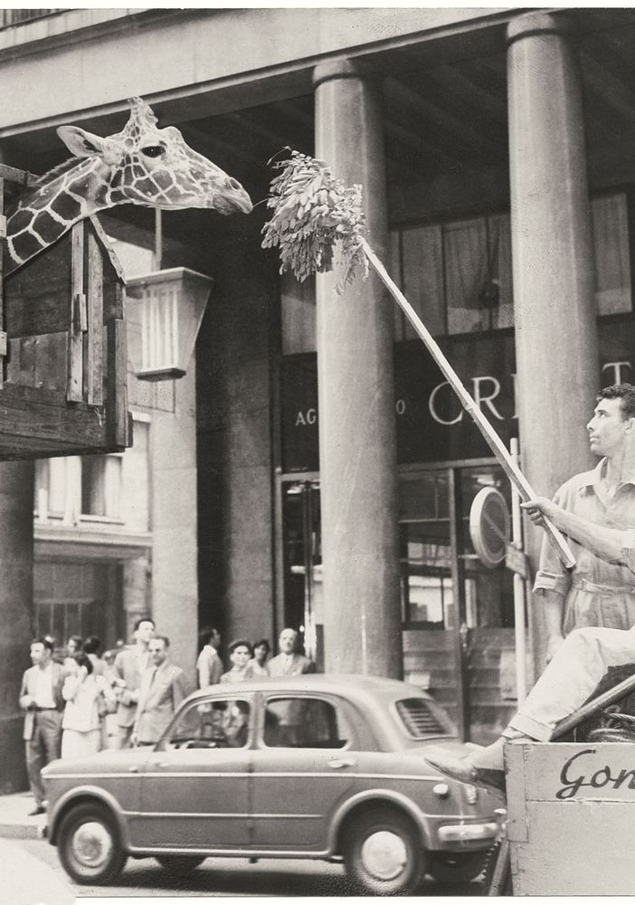giraffa in via roma