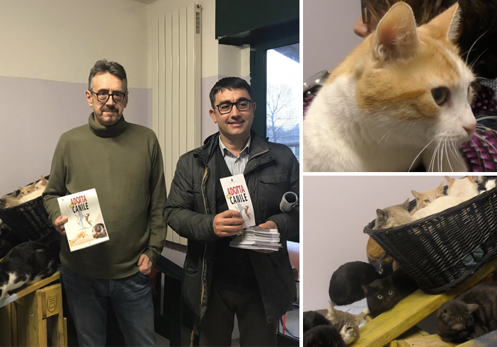 A Torino il 2020 sarà l'anno del gatto, Unia: &quot;Tanti mici in città, prendiamocene cura&quot;