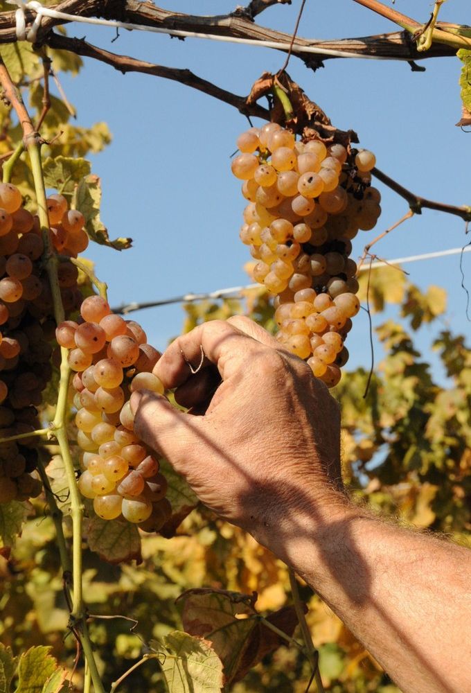 Caluso: tutto pronto per la nuova edizione della Festa dell'uva Erbaluce