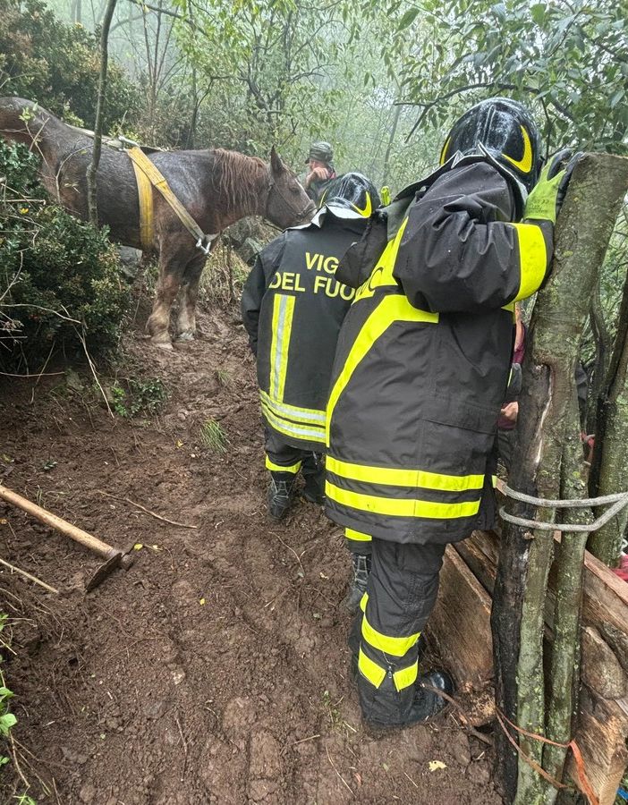 Anziana cavalla resta bloccata nel fango: i Vigili del fuoco la portano in salvo