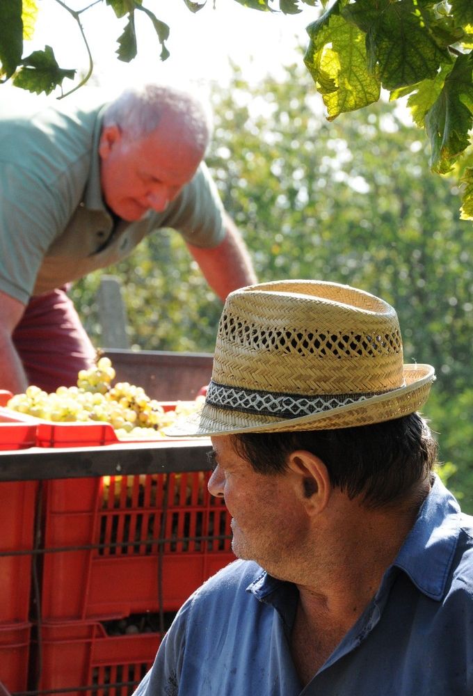 Nella festa dell'uva Erbaluce richiama a Caluso migliaia di visitatori