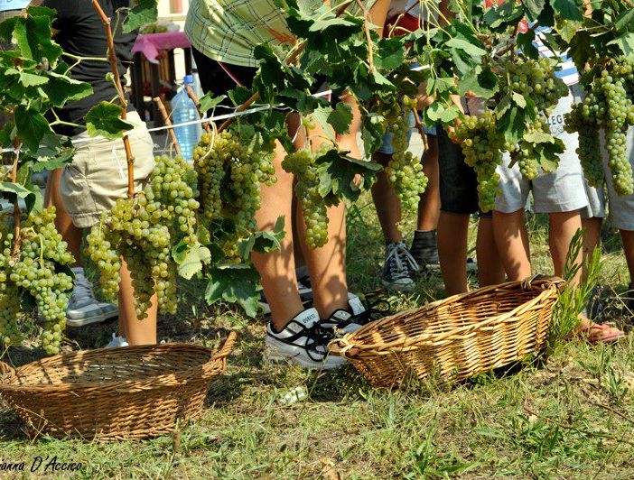 Vendemmia in Piemonte, Confagricoltura: &quot;Produzione sana e abbondante, qualità elevata&quot;
