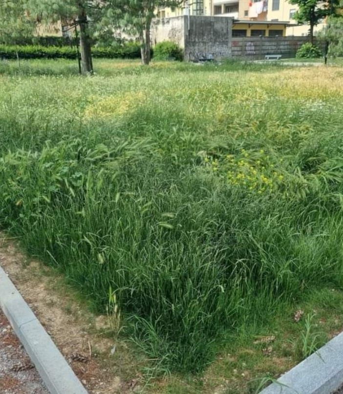 erba alta in città