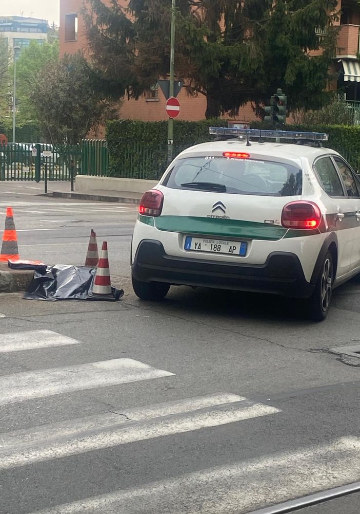 Capriolo morto in corso Belgio dopo l'investimento