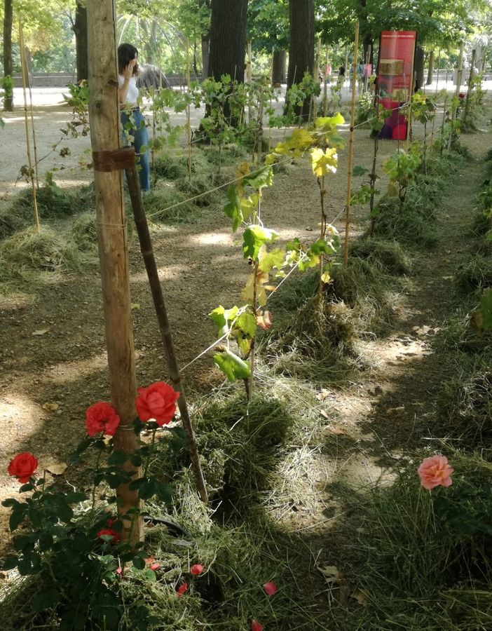 C'è una vigna ai giardini Reali, per questa vendemmia Torino gioca in casa (e punta a de-prosecchizzarsi)