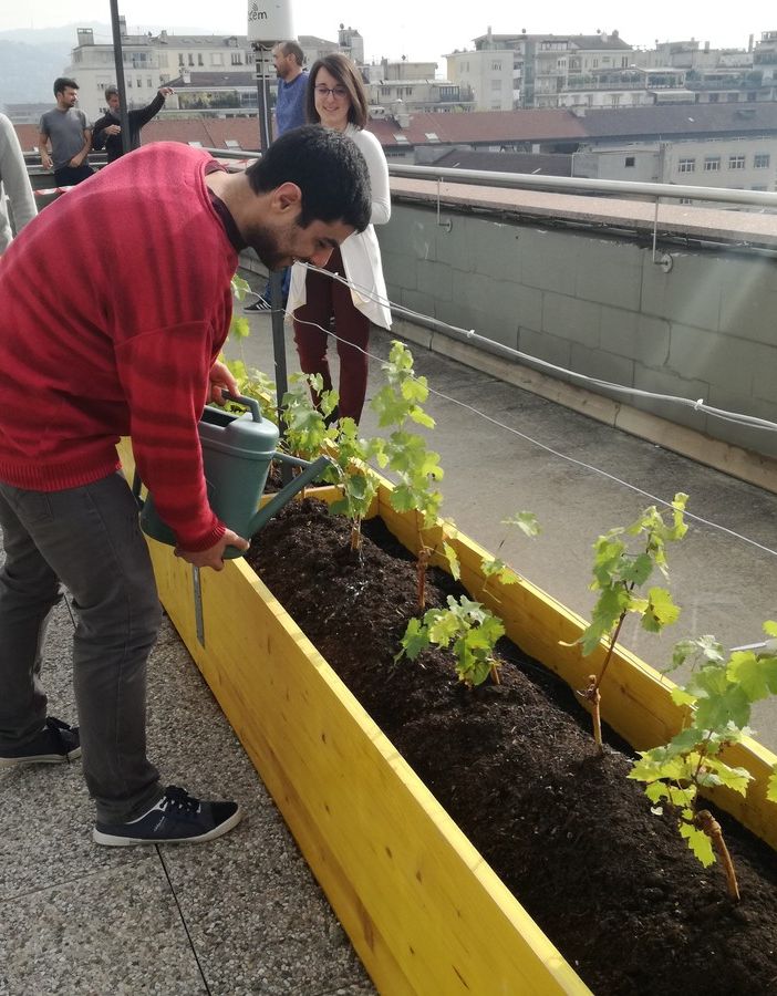 Anche il Poli si regala la sua vigna urbana: un laboratorio per prendersi cura del buon vino (FOTO e VIDEO)