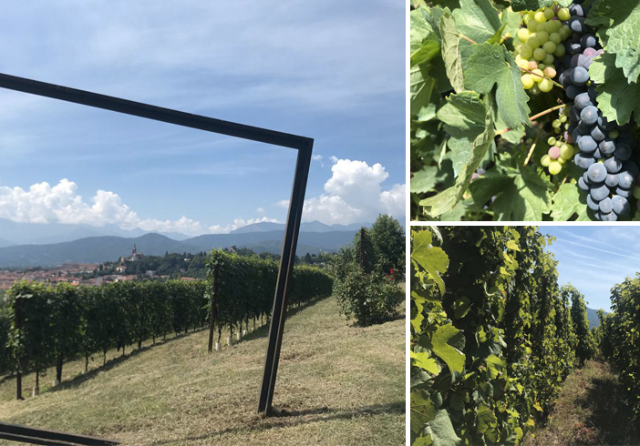 Viaggio tra i vigneti eroici del Pinerolese: dal Ramie al Barbera, la passione per il vino valorizza il territorio [VIDEO e FOTO]