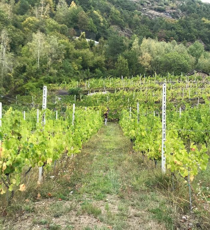 vigneti - foto di archivio