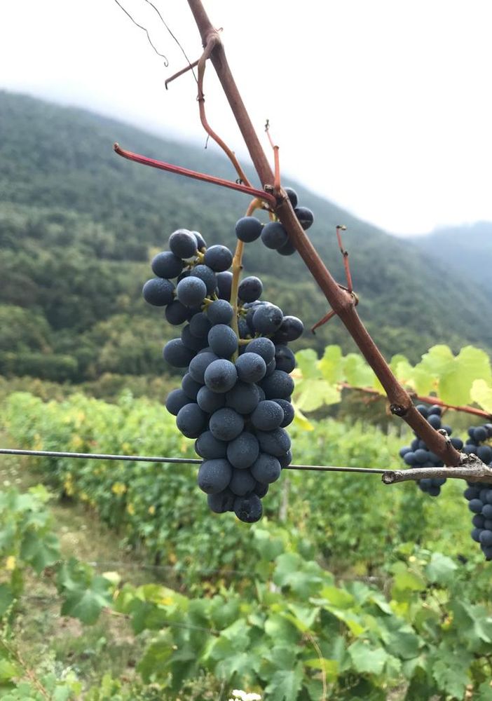 Bando da 5,8 milioni per ristrutturazione e riconversione di vigneti per la campagna 2021/2022