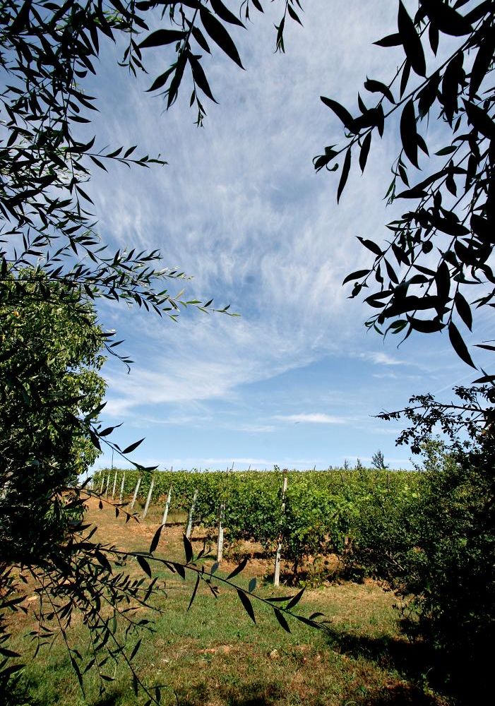 Grugliasco, due giorni dedicati a &quot;Fantastic&quot;: il progetto che porta la tecnologia dei satelliti tra le vigne