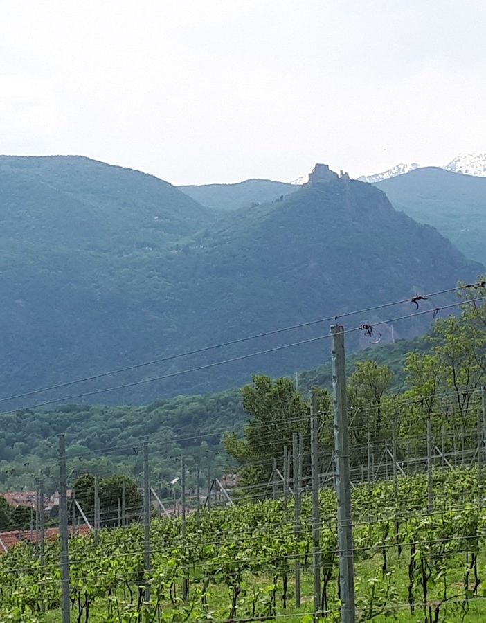 Coronavirus, Coldiretti: &quot;La Regione intervenga urgentemente per il vitivinicolo piemontese”
