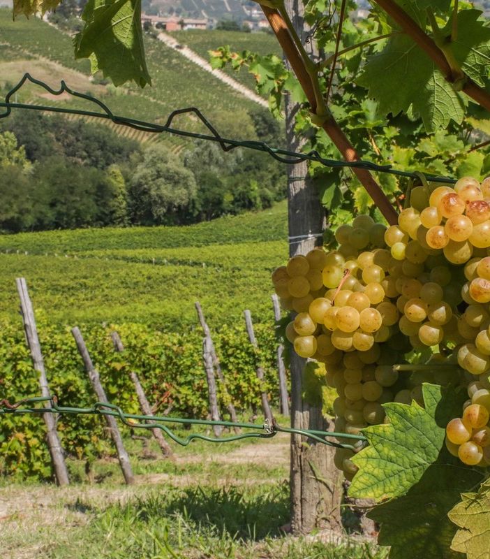 Vino: dalla Regione 3,8 milioni alle aziende vitivinicole piemontesi per progetti di investimento