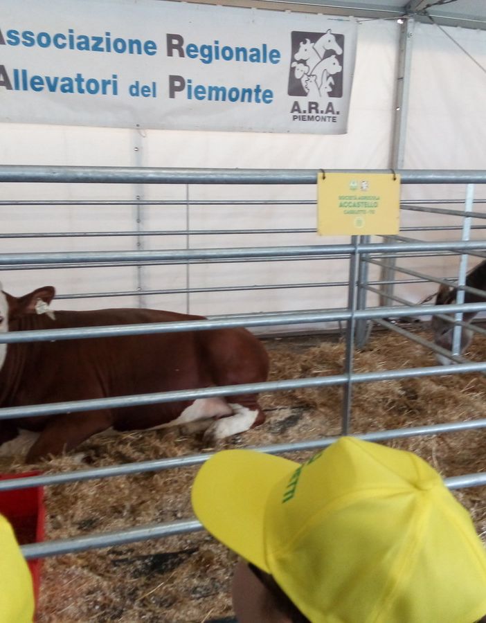Coronavirus, Coldiretti Piemonte alza la voce: &quot;Basta fake news sulle nostre stalle”