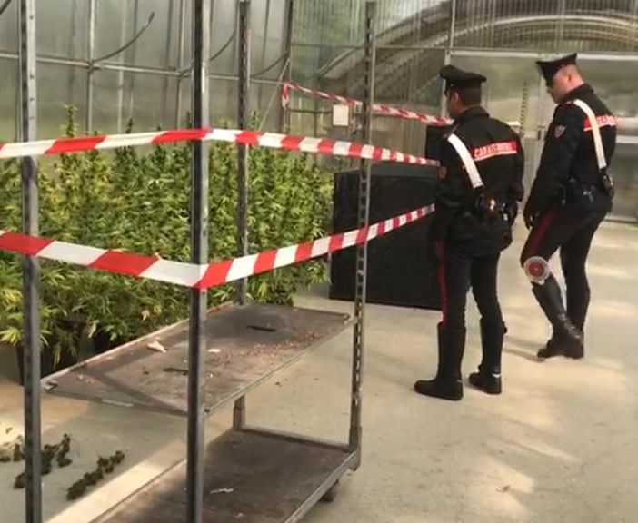 Coltivava marijuana biologica in mezzo alle piante: arrestato vivaista di Rivoli [VIDEO]