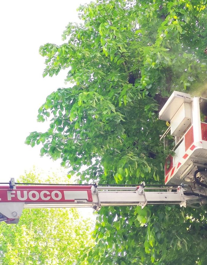 Vigili del Fuoco, rimosso un grosso ramo pericolante a Borgone