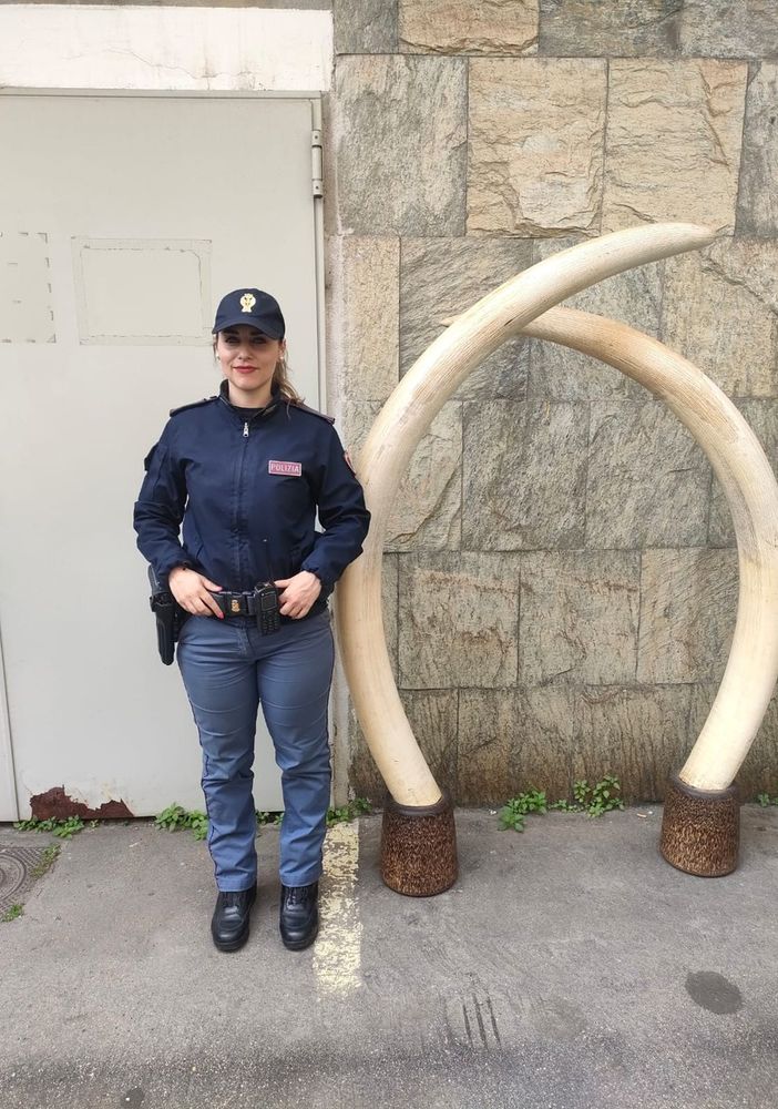 zanne elefante polizia