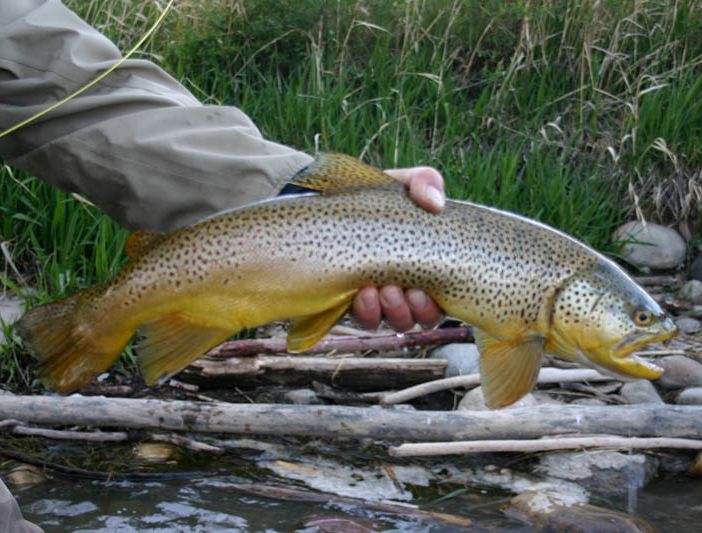 Fossano (Cn), gara di pesca alla trota per aiutare Arquata del Tronto, nelle Marche