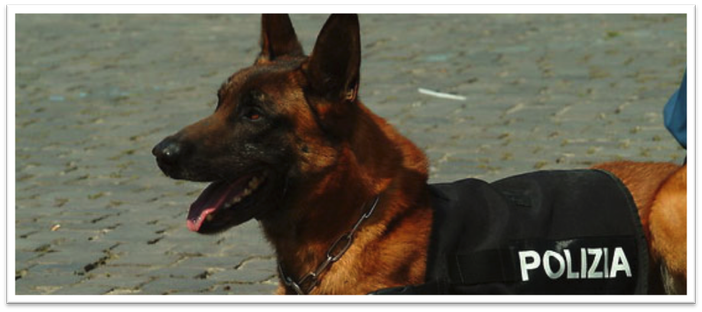 Unità cinofile e cavalli per l'incontro della Polizia con i bambini in occasione dei 170 anni Unità cinofile e cavalli per l'incontro della Polizia con i bambini in occasione dei 170 anni