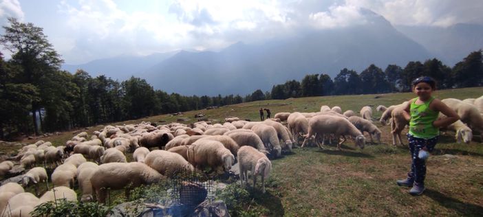 gregge di pecore gregge di pecore