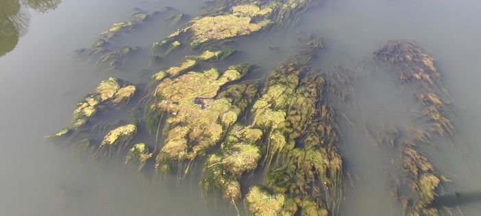 Troppe piante nel Po? Colpa del caldo e della siccità. Il Comune: "Monitoriamo" [FOTO]
