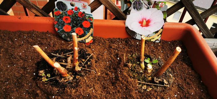 Ecco come seminare e rinvasare fiori e piante [FOTO]