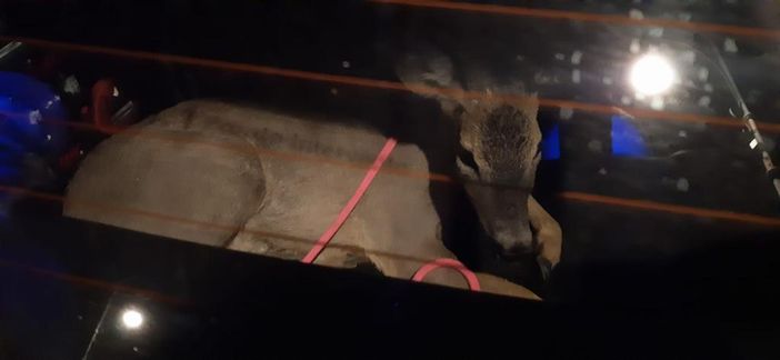 capriolo - foto d'archivio