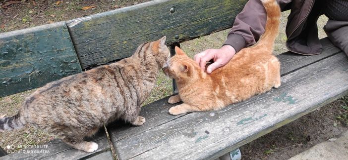 Erano 16 i gatti ospitati all'interno della casa popolare