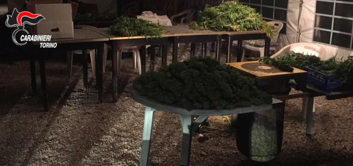 Blitz dei carabinieri nel &quot;maneggio della droga&quot;: sequestrati 40 chili di marijuana [VIDEO]