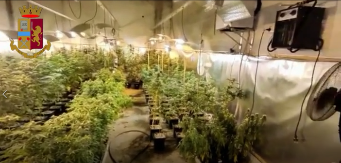 A Mirafiori un "grande magazzino" della marijuana: i poliziotti scoprono oltre 500 piantine [VIDEO]
