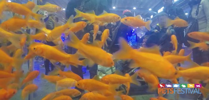 Fiere e manifestazioni: gli organizzatori degli eventi “pet” verso la prima associazione italiana del settore