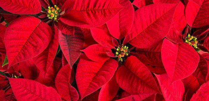 Stelle di Natale per combattere la leucemia nelle librerie della Circoscrizione 3 Stelle di Natale per combattere la leucemia nelle librerie della Circoscrizione 3