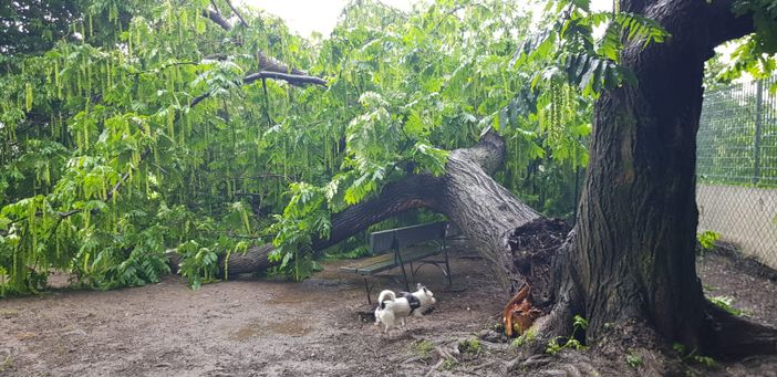 Parco Sempione, albero cade nell'area cani. La rabbia di Petrarulo: "Se ci fosse stato qualcuno ora parleremmo d'altro"