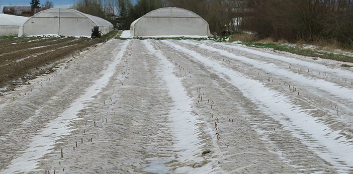 Agricoltura, al via il bando regionale per l'acquisto di reti antigrandine