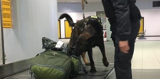 Sbarca a Caselle con una "farmacia" illegale nascosta nel trolley: nei guai un 19enne