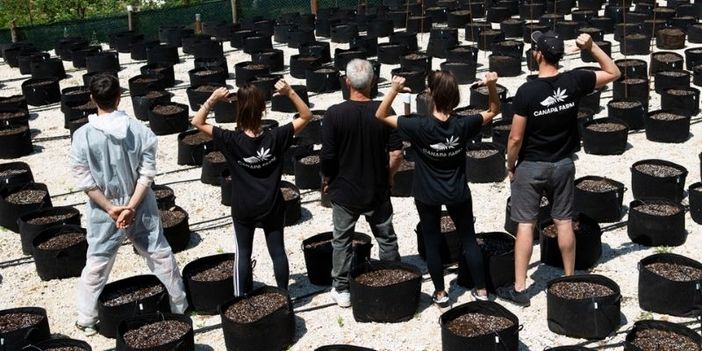 La canapa light online è la miglior certezza contro l’illegale